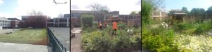 Community Garden - before, during & after